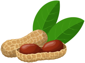 peanut_PNG43